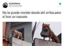 Enlace a La hemos liado si los perros en los balcones empiezan así, por @cuentadelodio