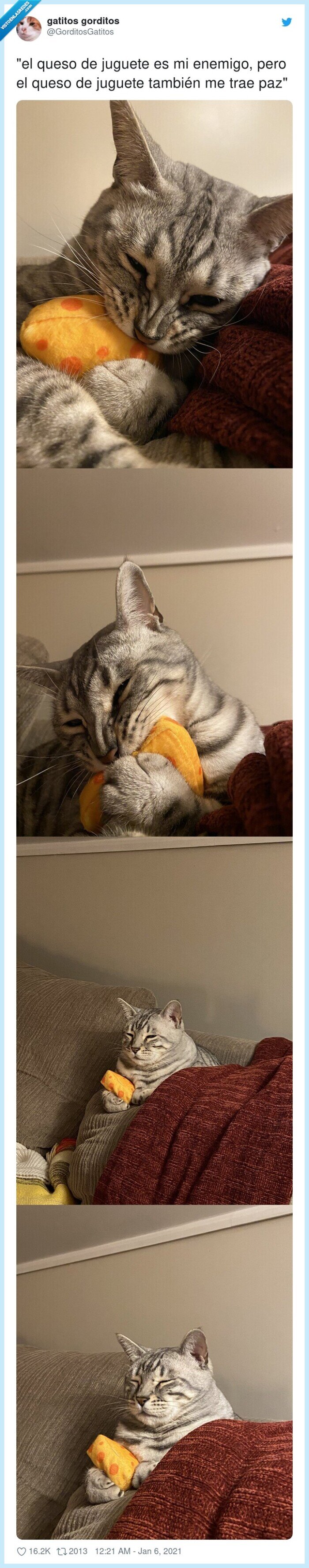 abrazar,juguete,queso,gato