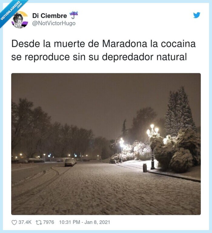 depredador,coca,maradona,natural,muerte