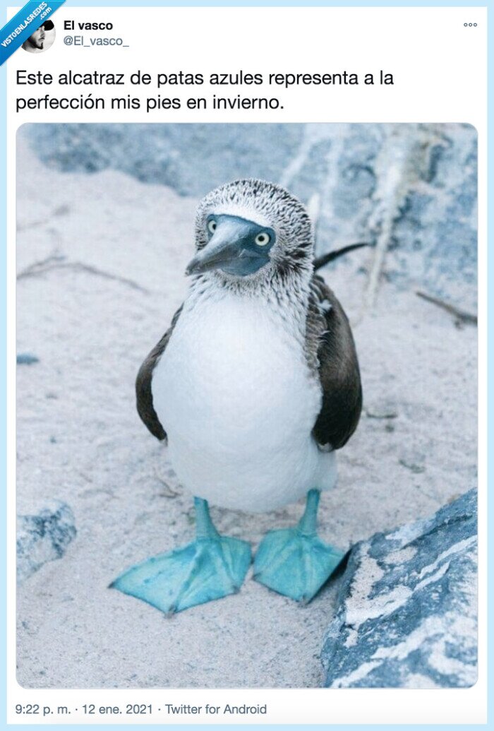 Frío,invierno,pies,hielo,pingüino