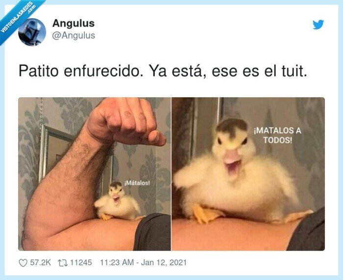 enfurecido,patito