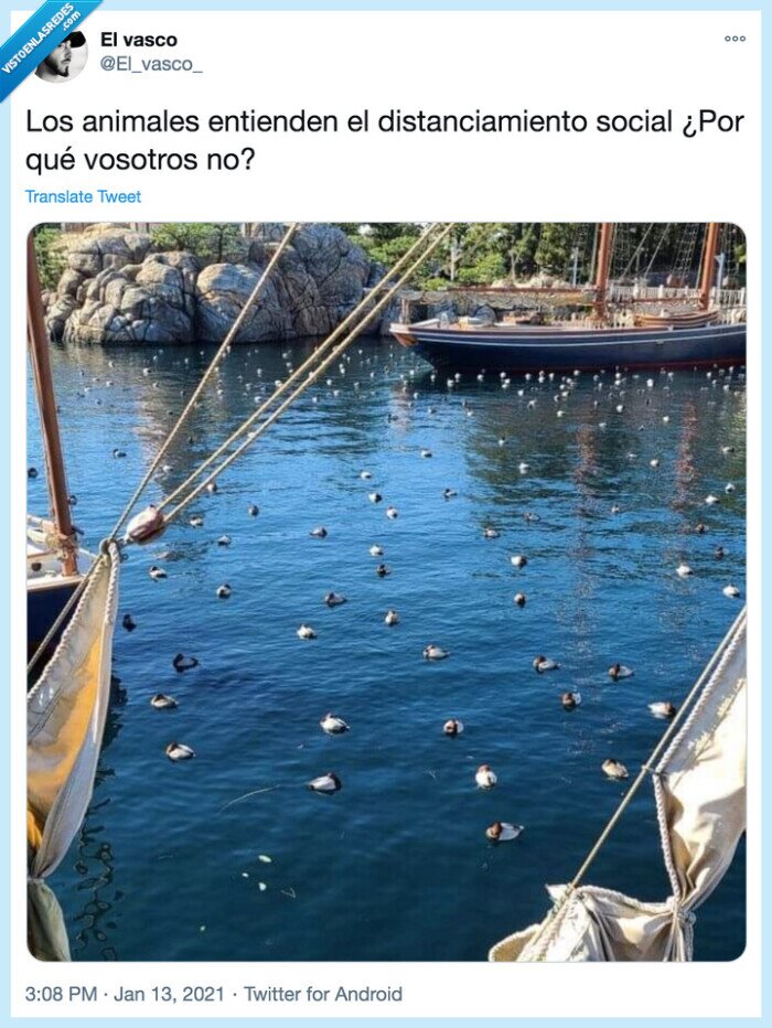 Covid,animales,lección,distanciamiento social