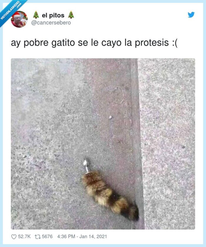 protesis,gatito,cola