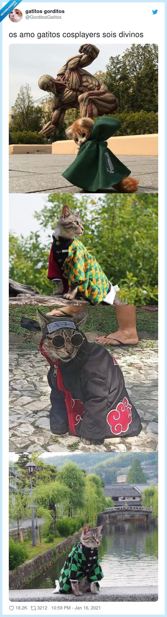 cosplayers,gatitos,divinos