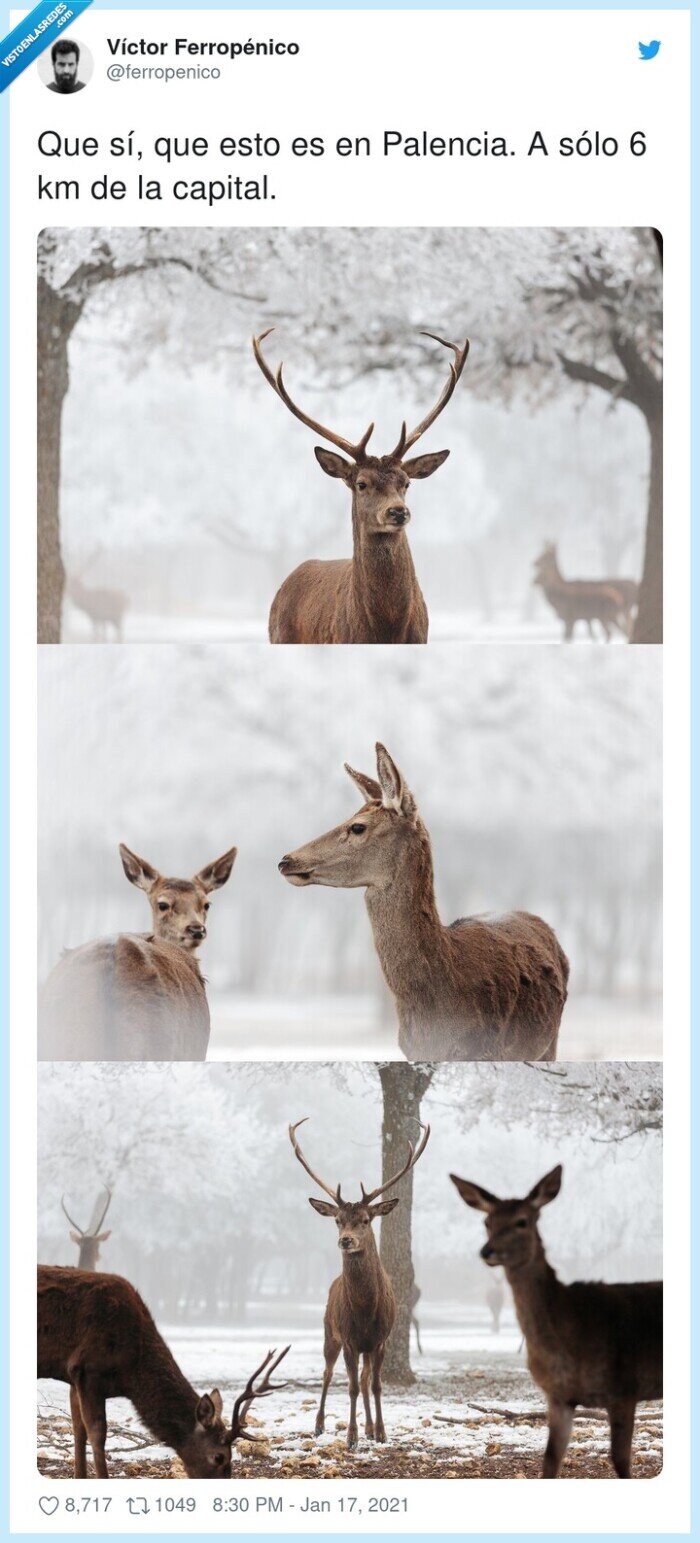 palencia,renos,nieve