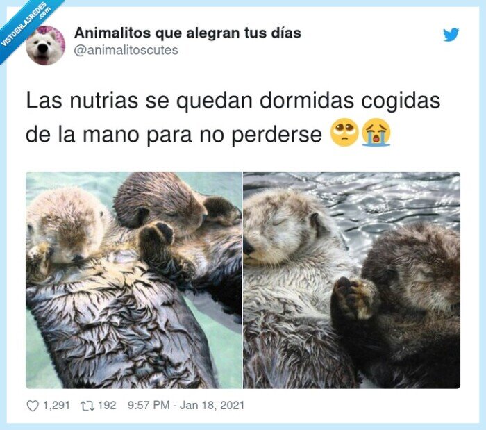 dormirse,perderse,nutrias,cogidas