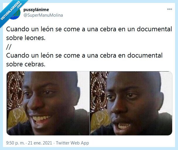 documental,león,cebra