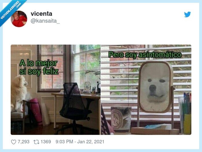 perro,feliz,asintomático