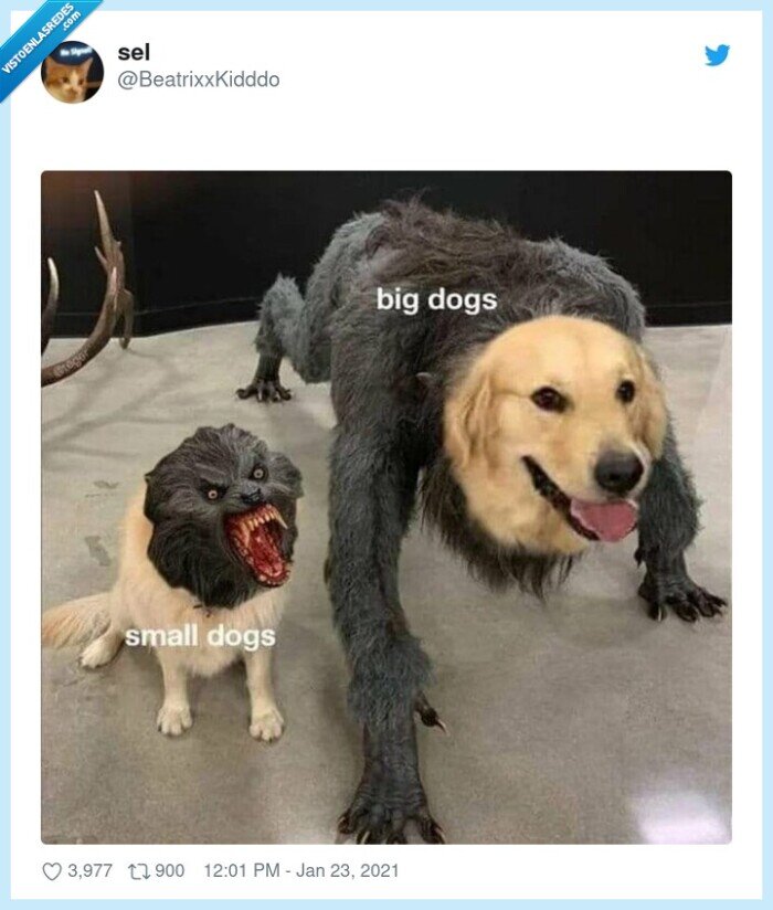 perros,grandes,pequeños