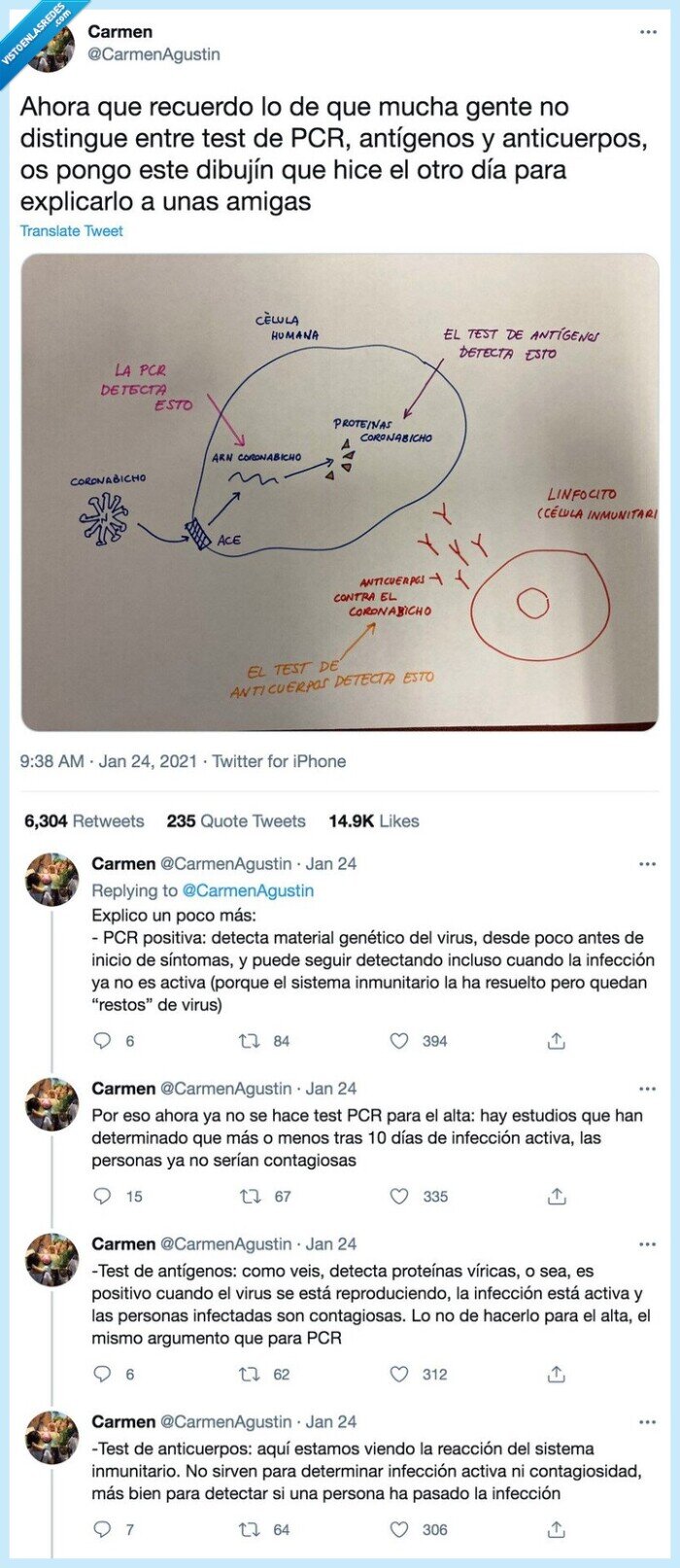 anticuerpos,pcr,coronavirus,antígenos,dibujín