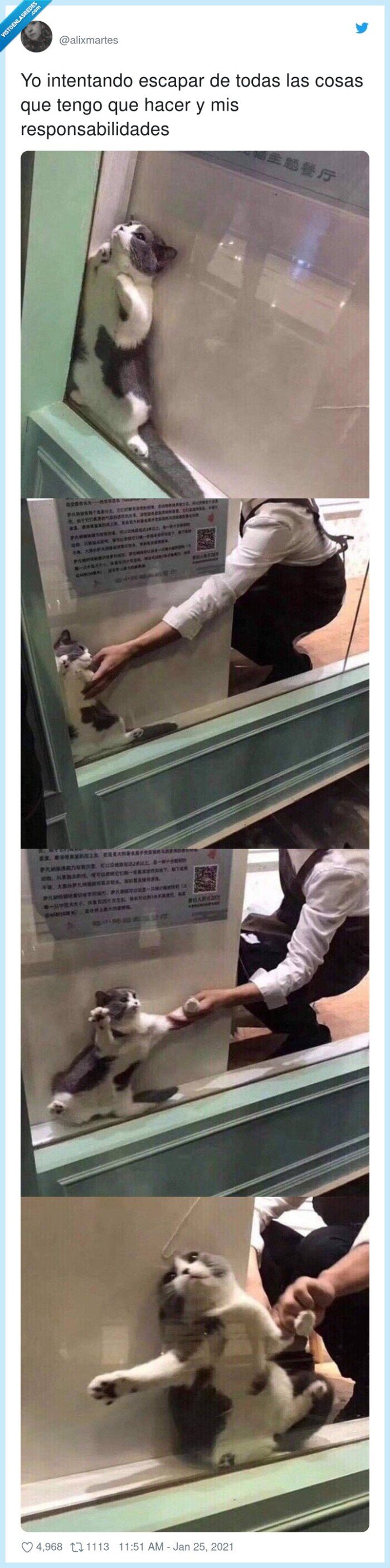 responsabilidades,intentando,escapar,gato