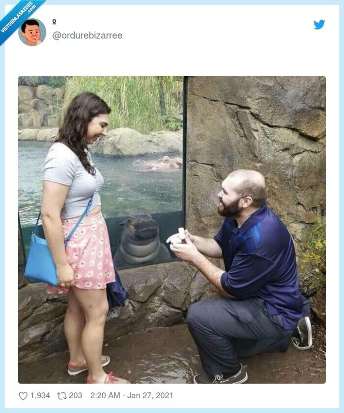 foca,pedida de mano,anillo