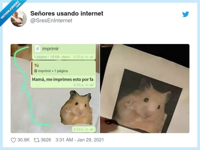 madre,imprimir,meme,hamster