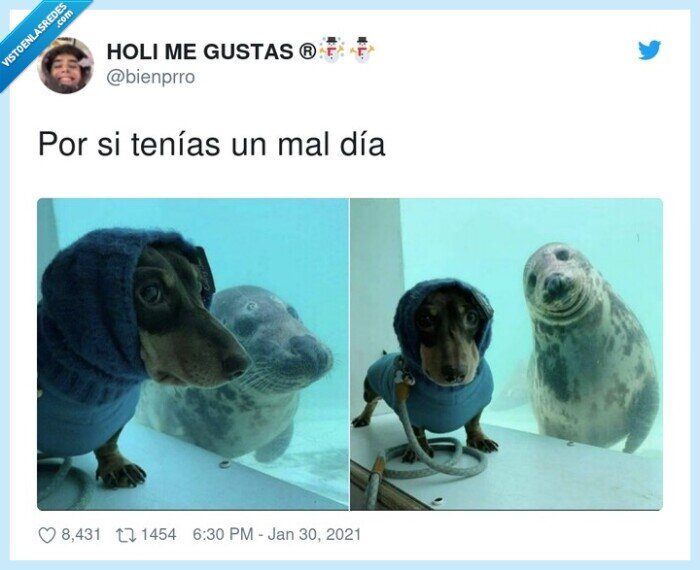 lunes,foca,perro