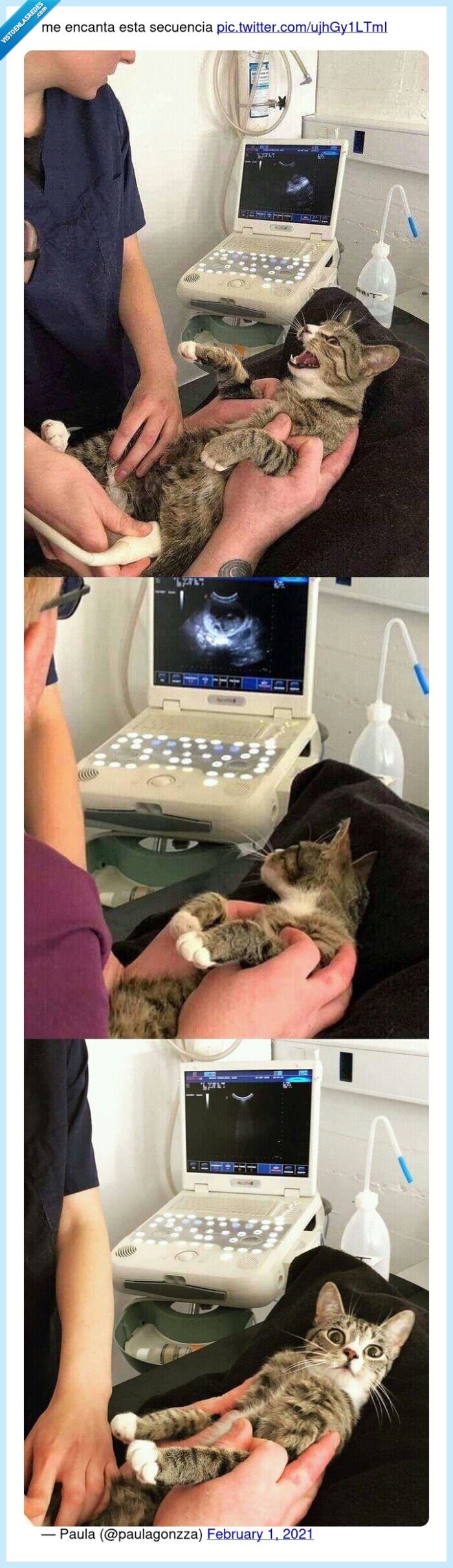 gato,embarazo,ecografía