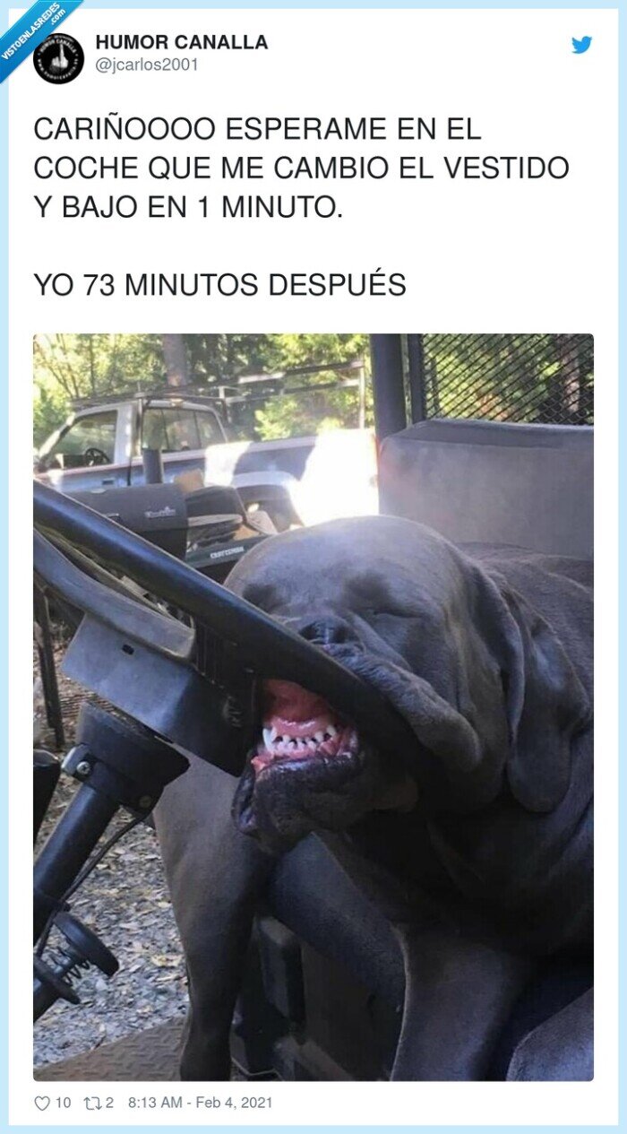 cariñoooo,esperame,vestido,minutos,coche,perro,volante,esperar