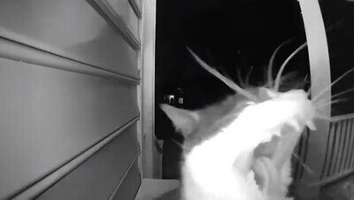 810848 - Este gato aprende a llamar al timbre para que le abran la puerta de su casa y entre tal cual