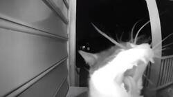 Enlace a Este gato aprende a llamar al timbre para que le abran la puerta de su casa y entre tal cual