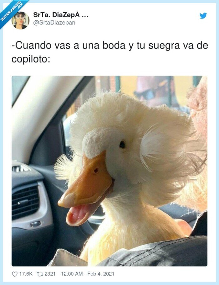 copiloto,suegra,boda,pato
