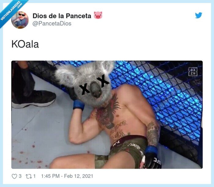 koala,ko,chistaco