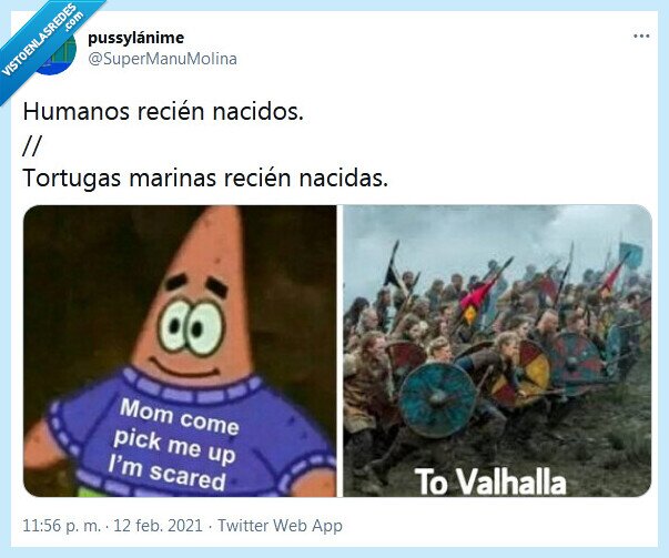 recién nacidos,humanos,tortugas