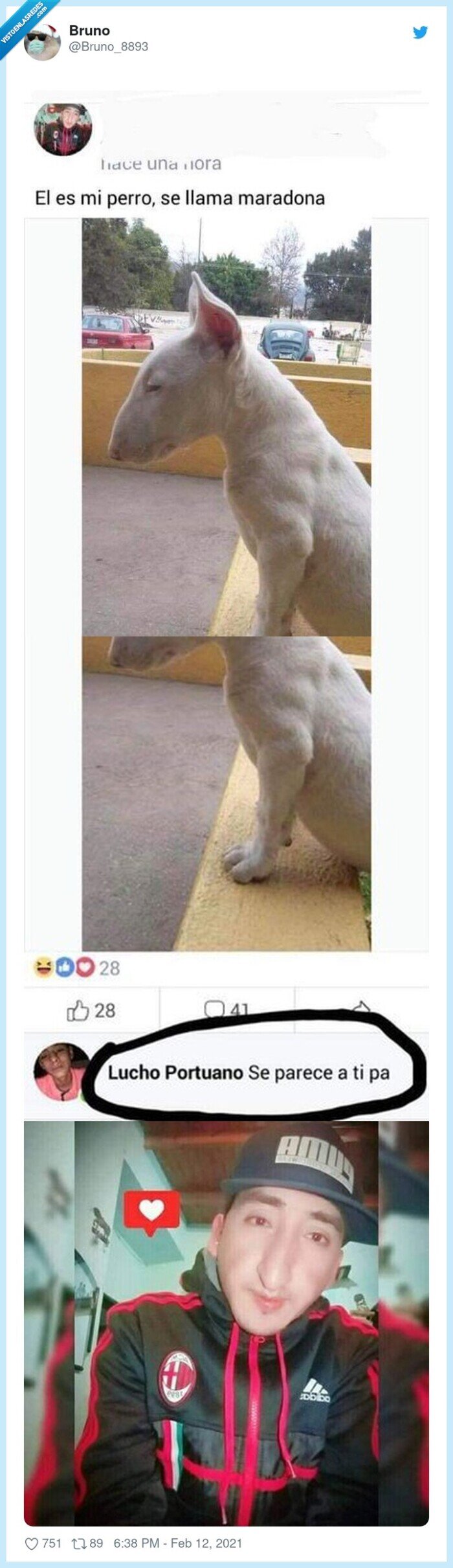 perro,pitbull,parecido