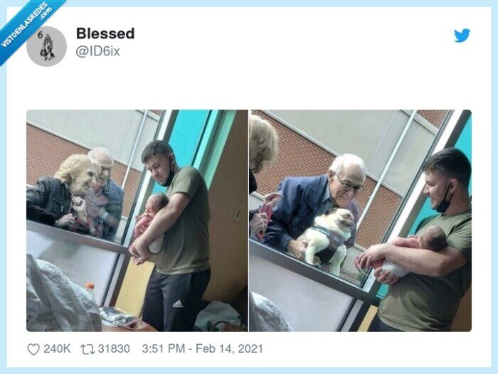 pugg,carlino,perro,bebé,recién nacido