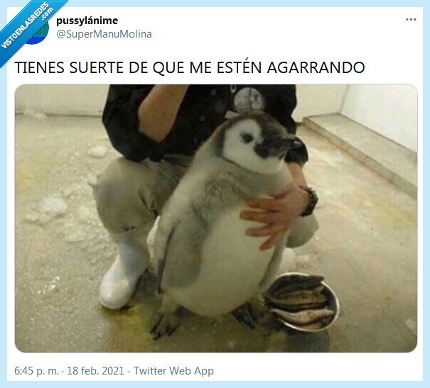 pingüino,agarrar,pelea