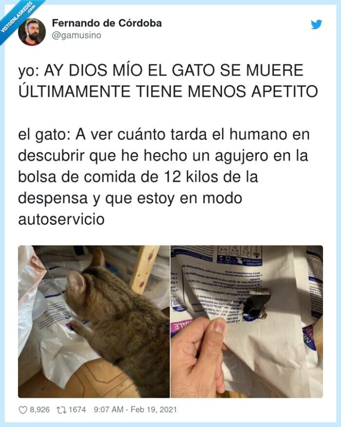 autoservicio,descubrir,despensa,gato,agujero