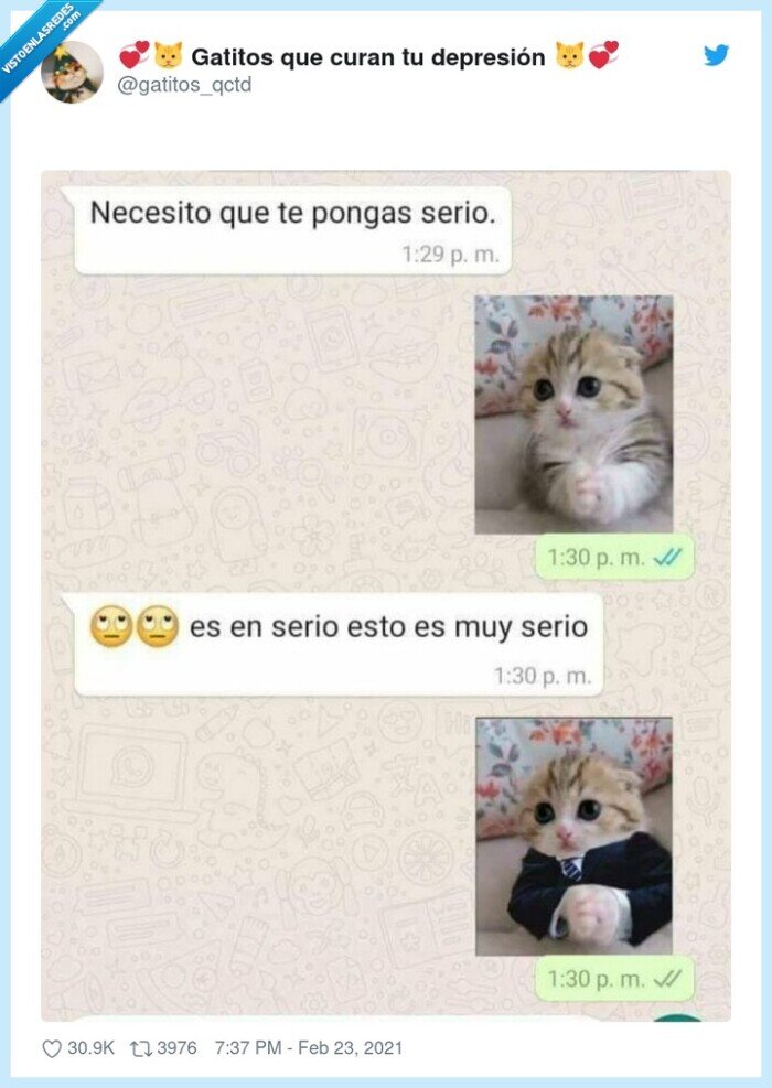 gatitos,serio