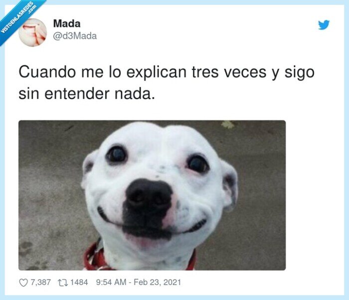 perro,explicar,entender,cara