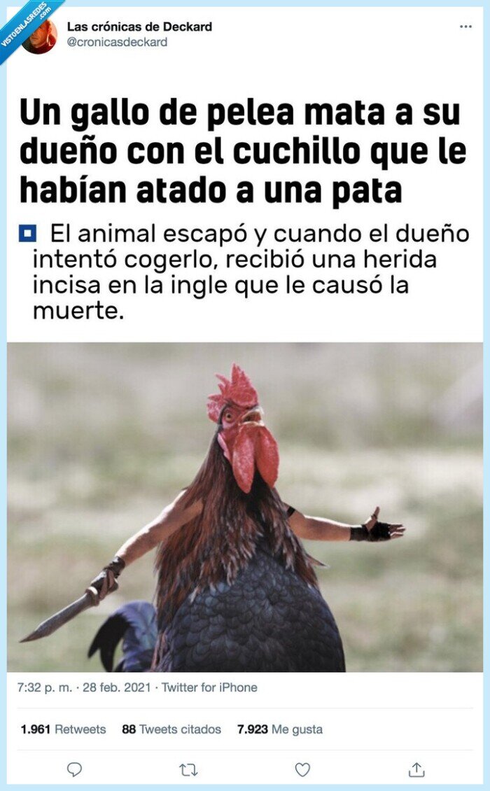 gallo,pelea,cuchillo,matar