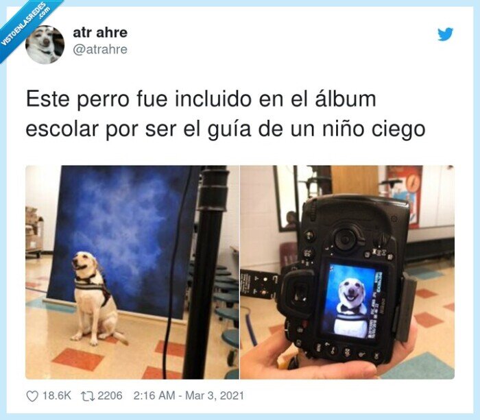 incluido,álbum escolar,perro,guía,niño