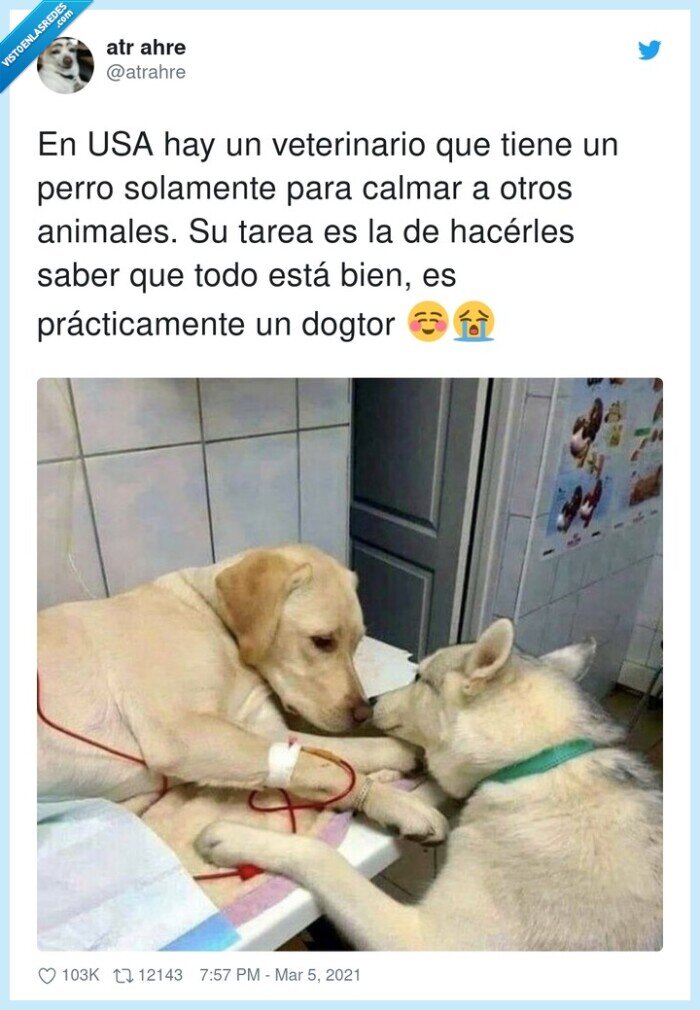perro,veterinario,animales