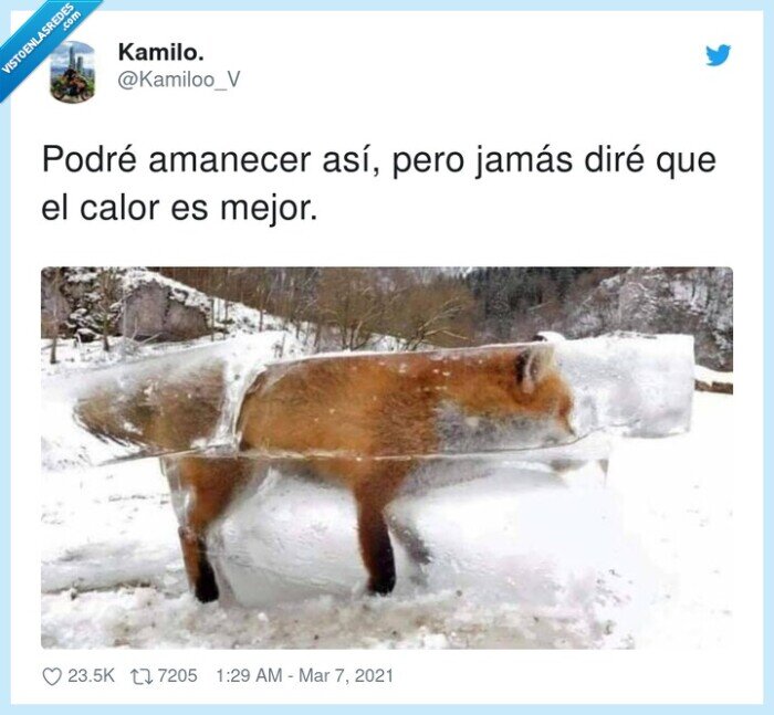 amanecer,jamás,zorro,helado,calor