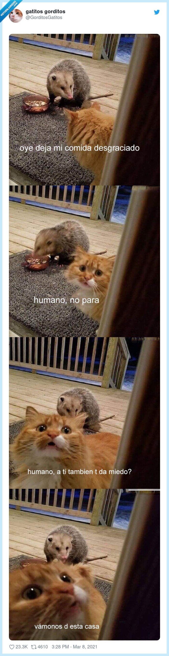 gato,pijo,asustado,zarigüeya