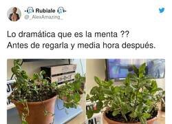 Enlace a Regar la menta encima del portátil sí que puede ser un drama, por @_AlexAmazing_