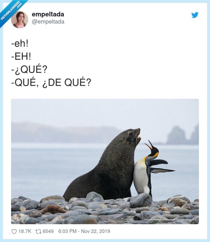 morsa,pinguino,vacilar,pelea