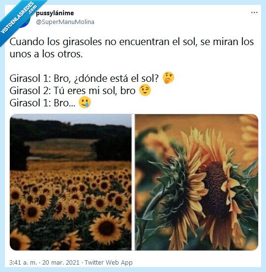 girasoles,sol,encontrar