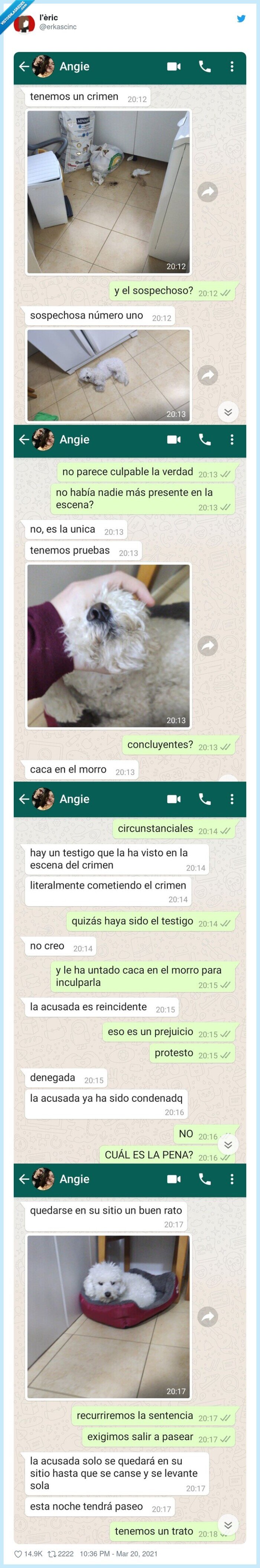 crimen,caca,perro