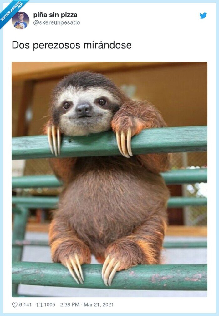 mirándose,perezosos