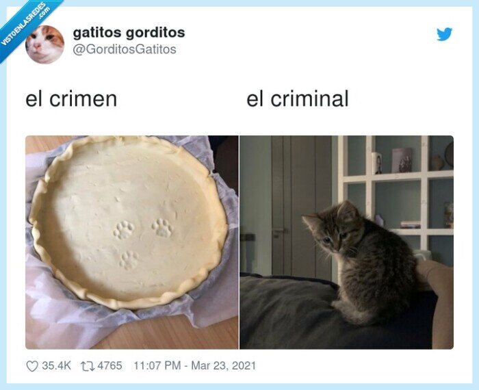 criminal,crimen,tarta,huella,gato