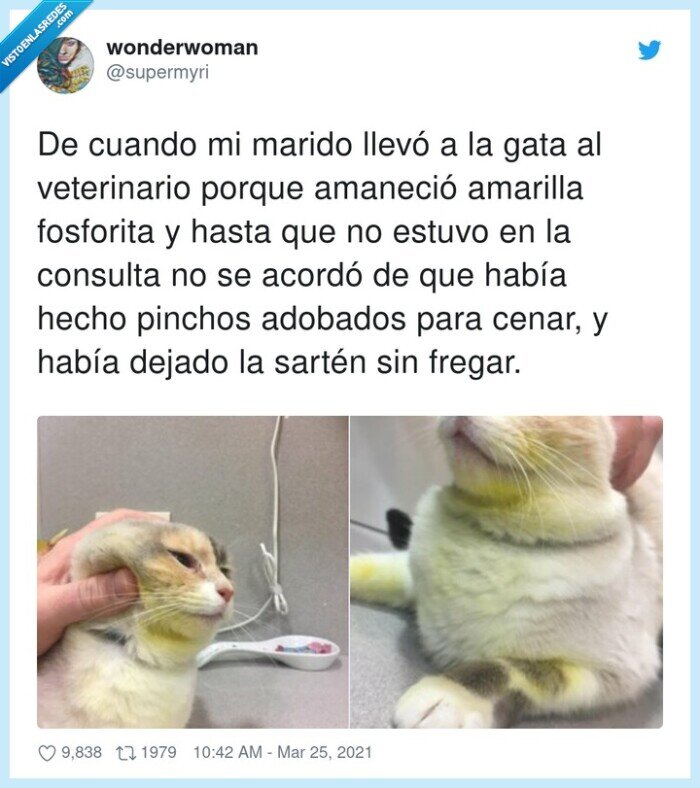 veterinario,fosforito,amarillo,adobados,gato