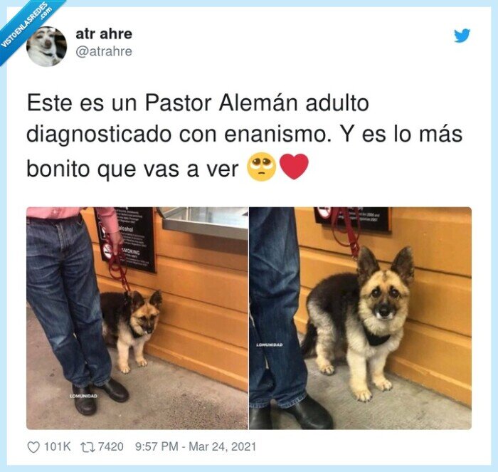 perro,enanismo,alemán,pastor,adulto