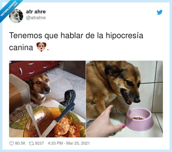 hipocresía,canina,perros,egoístas