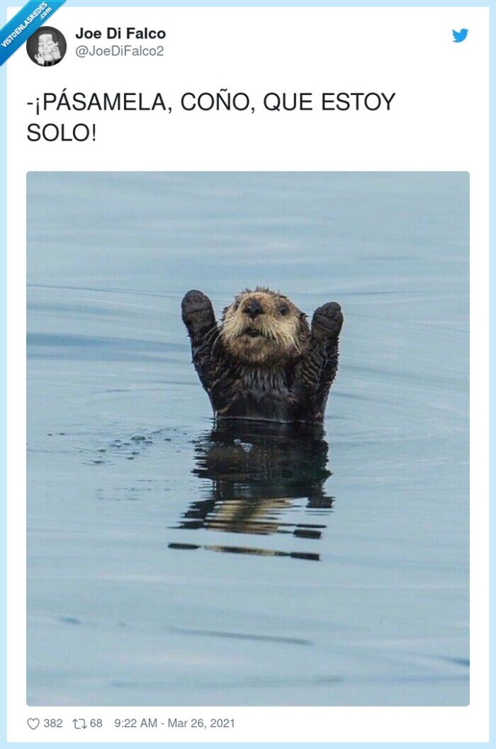 pásamela,pedirla,marmota,brazos