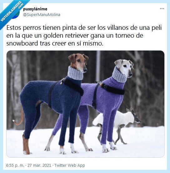 golden retriever,perros,película