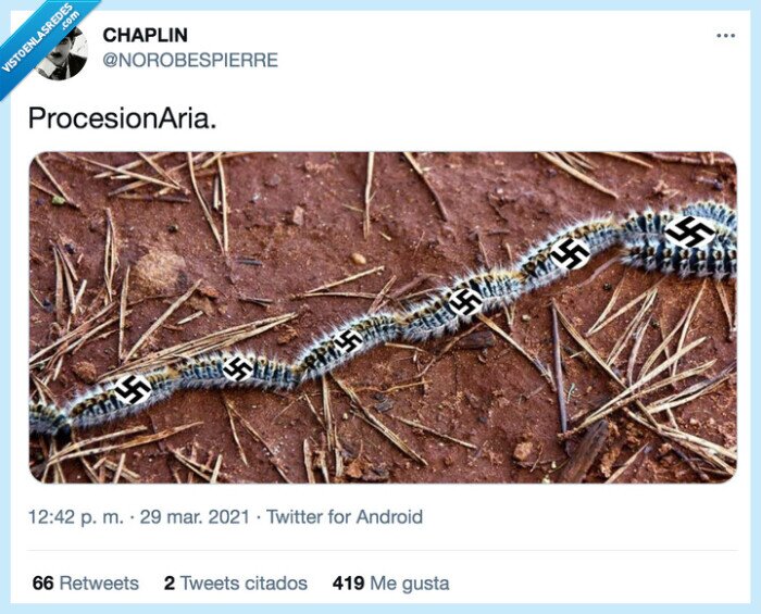 procesionaria,procesion,aria