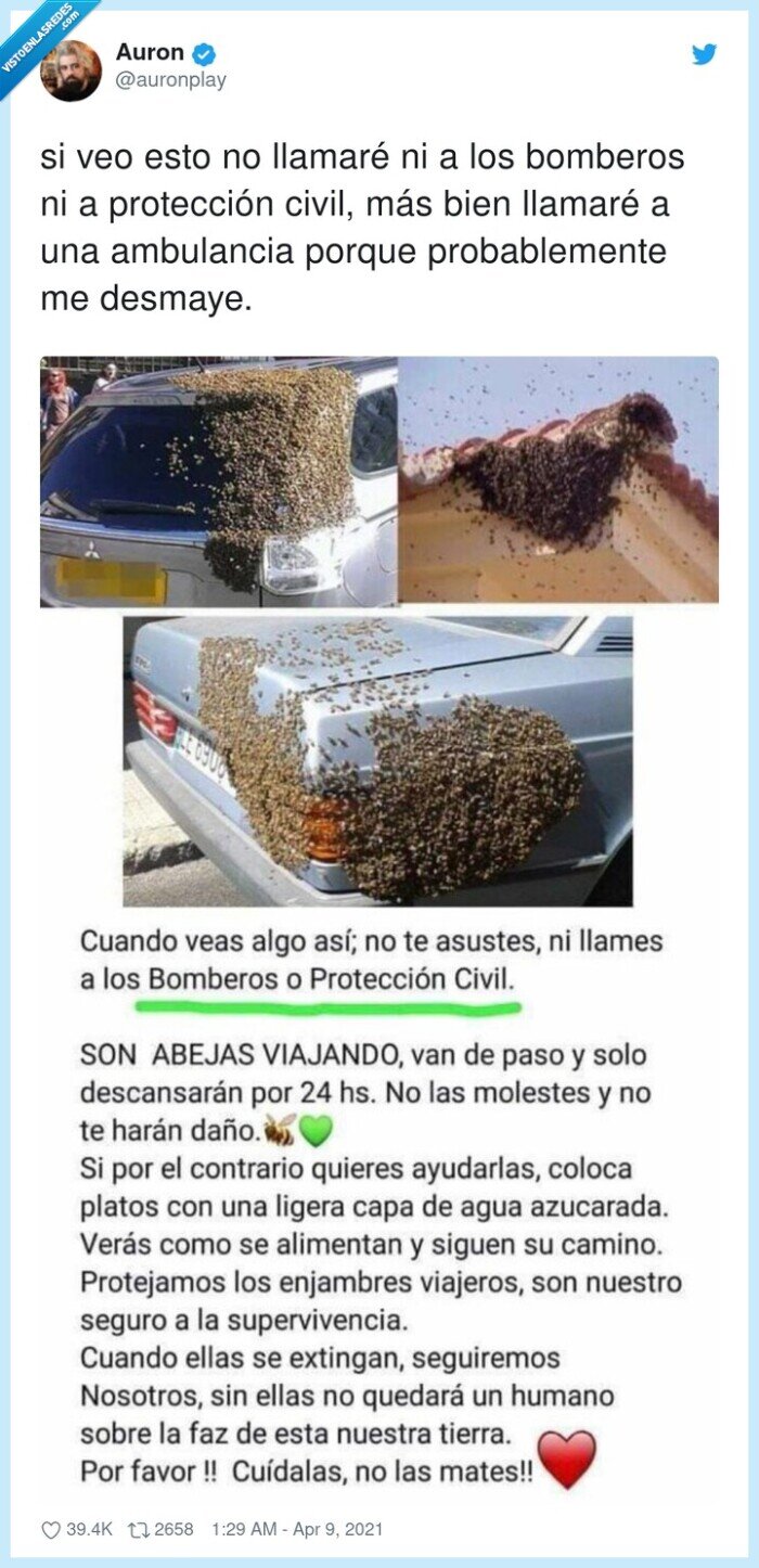 avispas,protección,ambulancia,llamar,bomberos,desmayarse