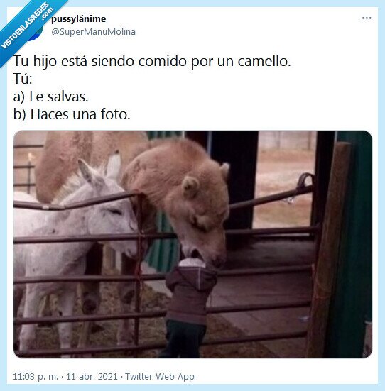 camello,foto,salvar,hijo